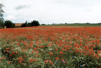 Dolgemost R&uuml;gen A.Petri Herrenhaus m. Ferienwohnungen